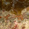 Crabe Inachus 1